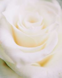 Close-up of rose