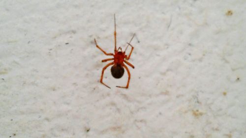 Close-up of spider on wall