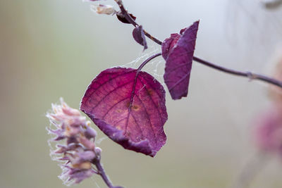 Close-up of pink flowering plant