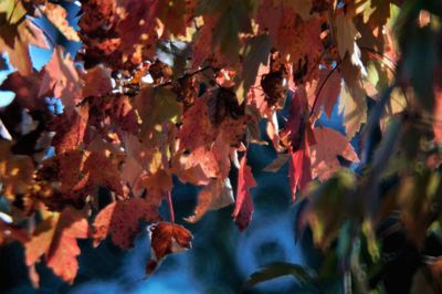 Low angle view of maple leaves during autumn