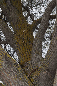 Low angle view of tree against sky