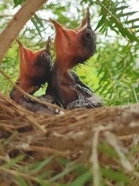 Close-up of a bird