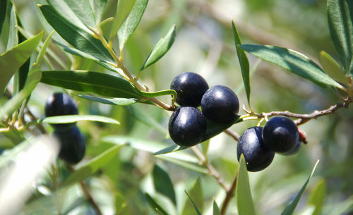 Close-up of blackberries growing on tree