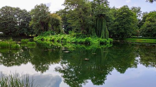 Scenic view of lake amidst trees in forest