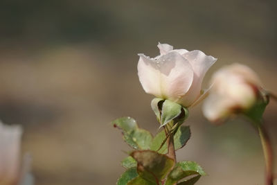 Close-up of flowering plant