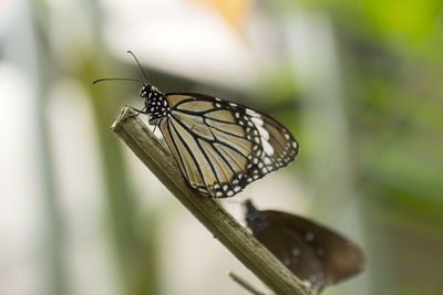 Close-up of butterfly pollinating flower