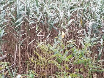 Full frame shot of bamboo on field