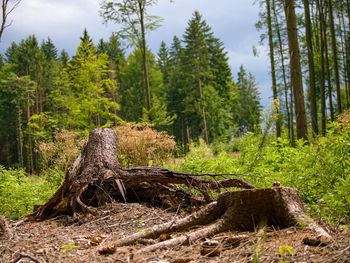 Trees in forest