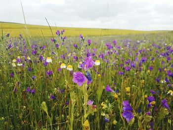 Flowers blooming on field