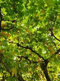 Low angle view of tree