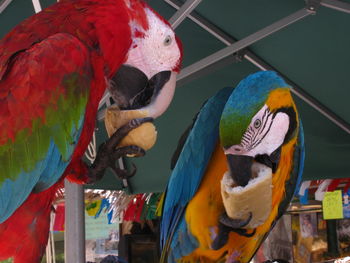 Macaws feeding on bread