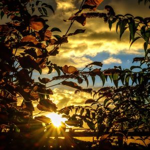Low angle view of silhouette trees against sky during sunset