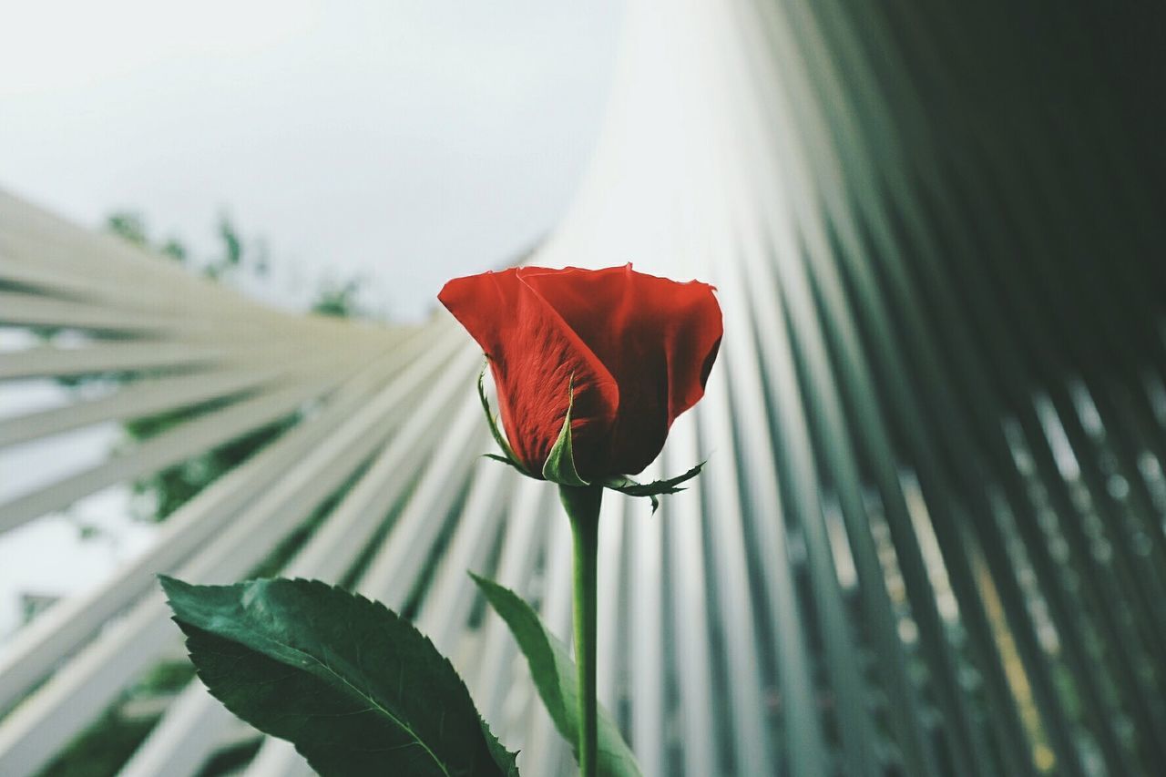 red, growth, close-up, leaf, petal, fragility, flower, beauty in nature, nature, single flower, plant, freshness, focus on foreground, flower head, selective focus, day, no people, stem, outdoors, botany