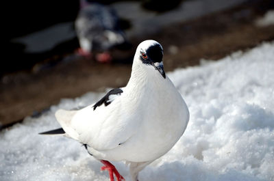 Close-up of seagull on snow