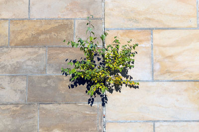 Close-up of plant growing on brick wall
