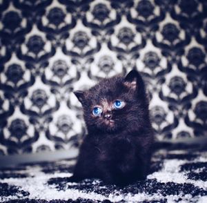 Portrait of kitten on carpet