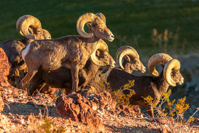 Sheep standing on field