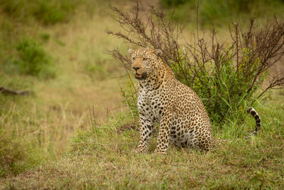 View of cat on field