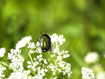 Close-up of beetle on white flowers