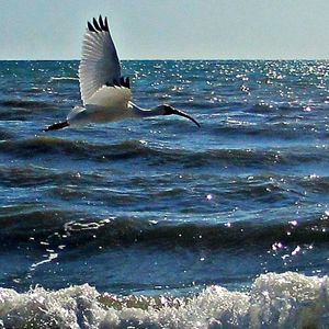 Seagull flying over sea