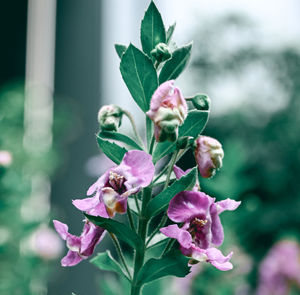 Close-up of pink flowering plant