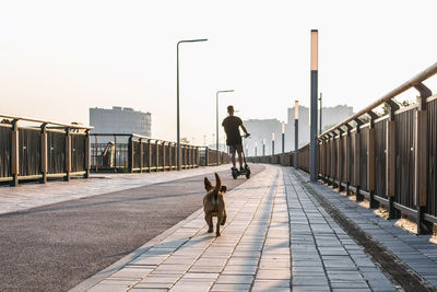 Small cute brown dog is standing on a street and looking on his owner on scooter, back view.