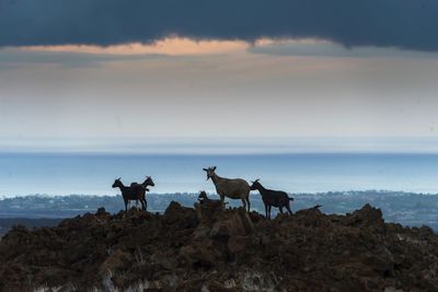 Silhouette horse standing on beach against sky during sunset