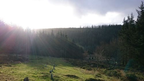 Scenic view of forest against sky