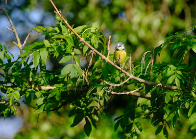 Low angle view of bird perching on plant