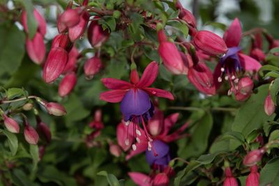 Close-up of pink flowering plants