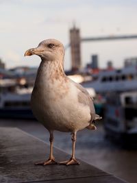 Close-up of seagull perching on a city