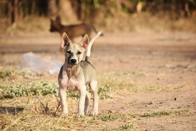 Portrait of dog running on field