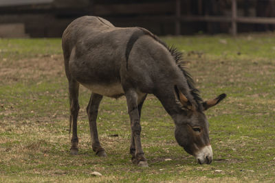 Close-up of deer on field