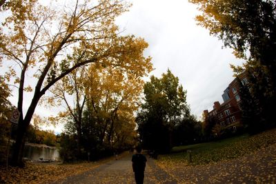 Rear view of man walking on autumn trees