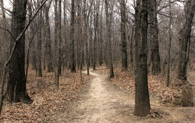 Close-up of trees in forest