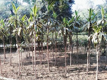 View of palm trees on field