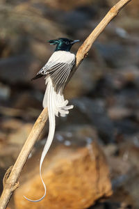 Close-up of bird perching on a land