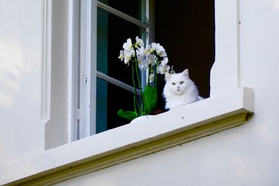 Low angle view of white cat by orchids on window sill