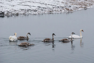 wildlife