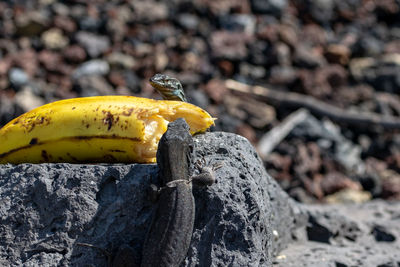 Wall lizard eating discarded banana, canary islands, spain