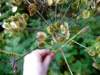 Close-up of flower buds