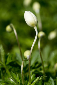 Close-up of fresh green plant