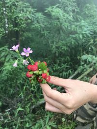 Cropped hand picking red berries on plant