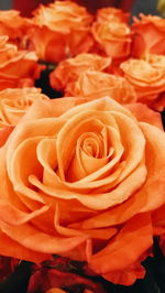 Close-up of roses