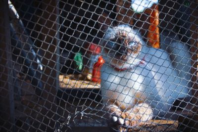 High angle view of bird in cage