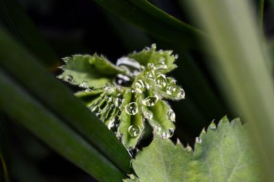 Close-up of water drops on plant