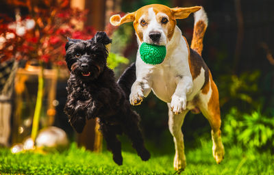Dogs running on field