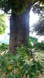 Close-up of plants against trees