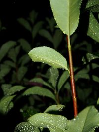 Close-up of wet plant