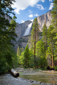Scenic view of waterfall in forest